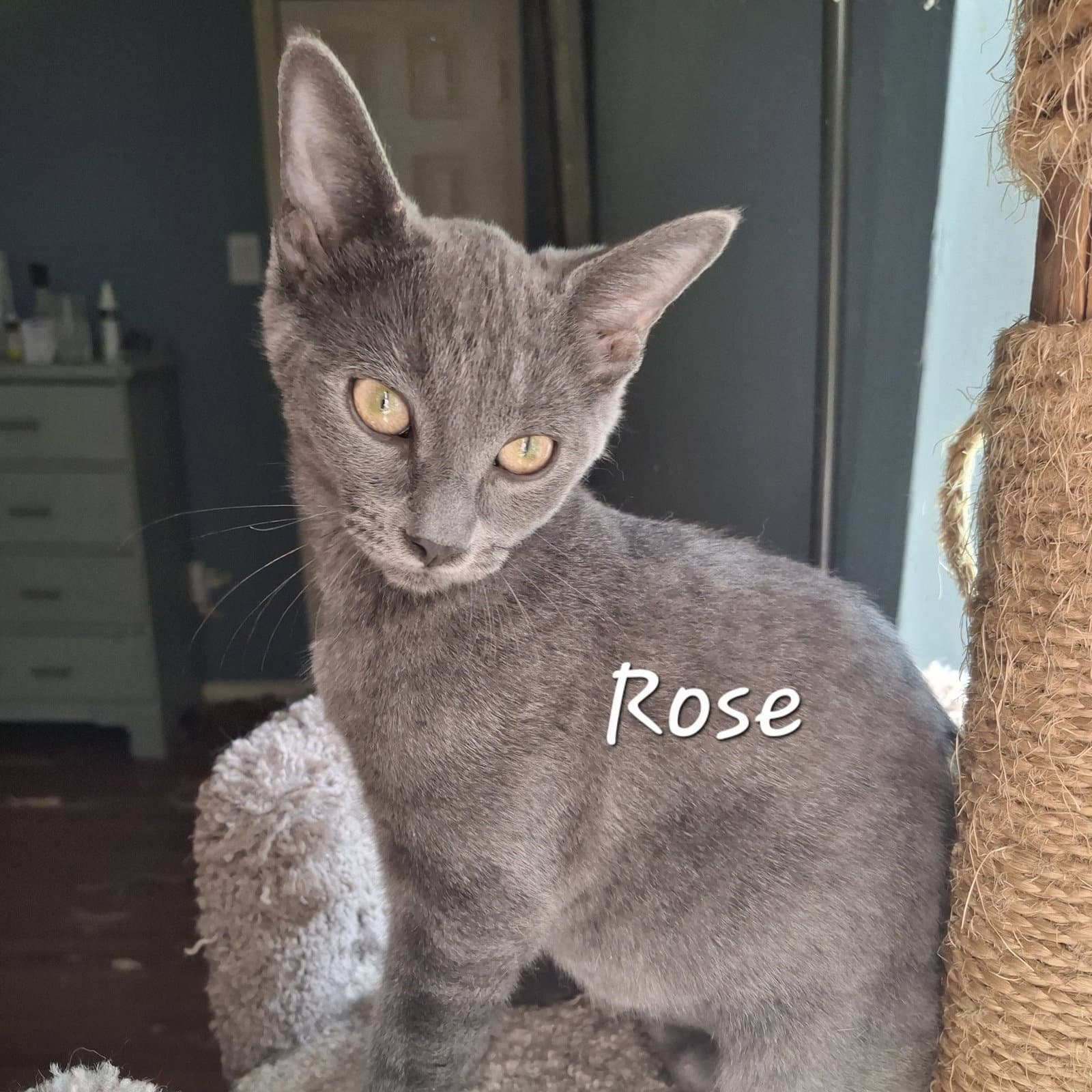 Rose Lapcat - Russian Blue
