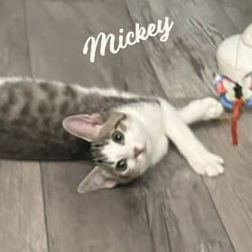 Mickey Brother-Of-Minnie - Tabby