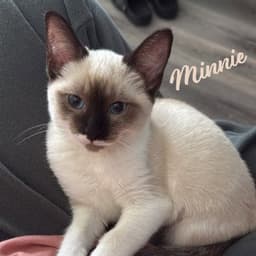 Minnie Sister-Of-Mickey image 1
