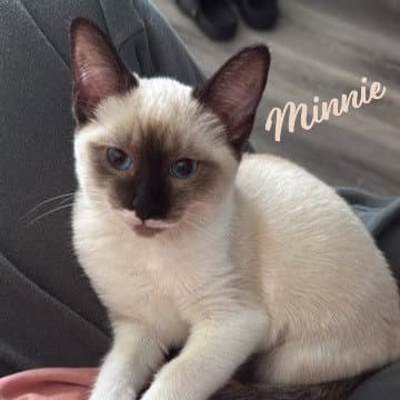 Minnie Sister-Of-Mickey - Siamese
