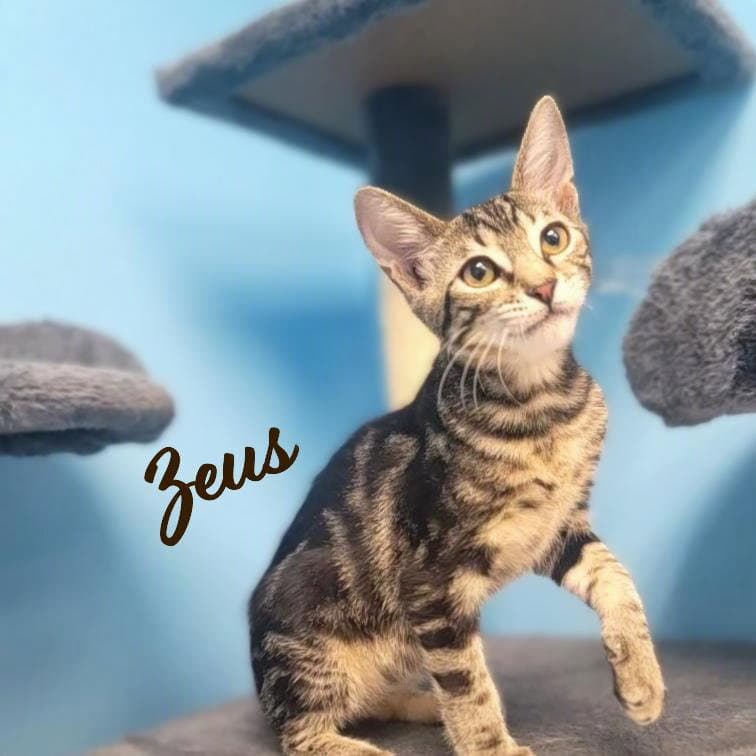 Zeus Brother-Of-Puddles - Tabby