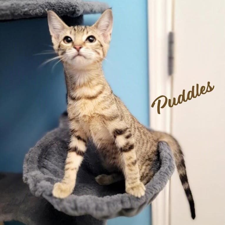 Puddles Brother-Of-Zeus - Tabby