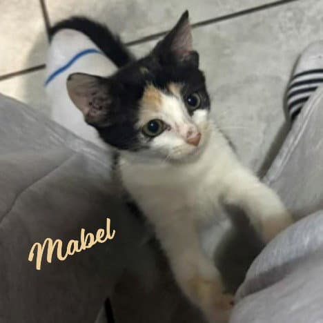 Mabel Little-Firecracker - Calico
