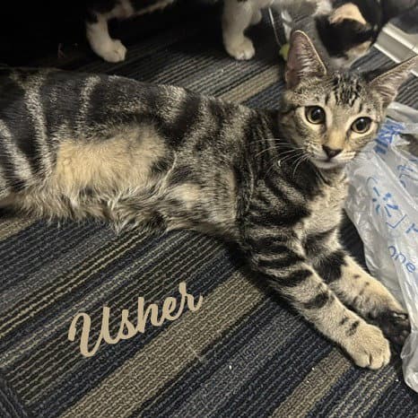 Usher All-Time-Playgirl - Tabby