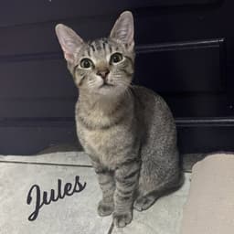 Jules Belly-Rub-King image 1