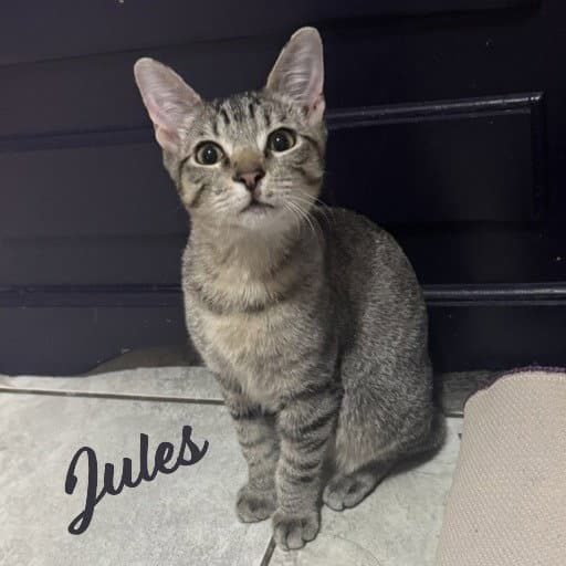Jules Belly-Rub-King - Abyssinian