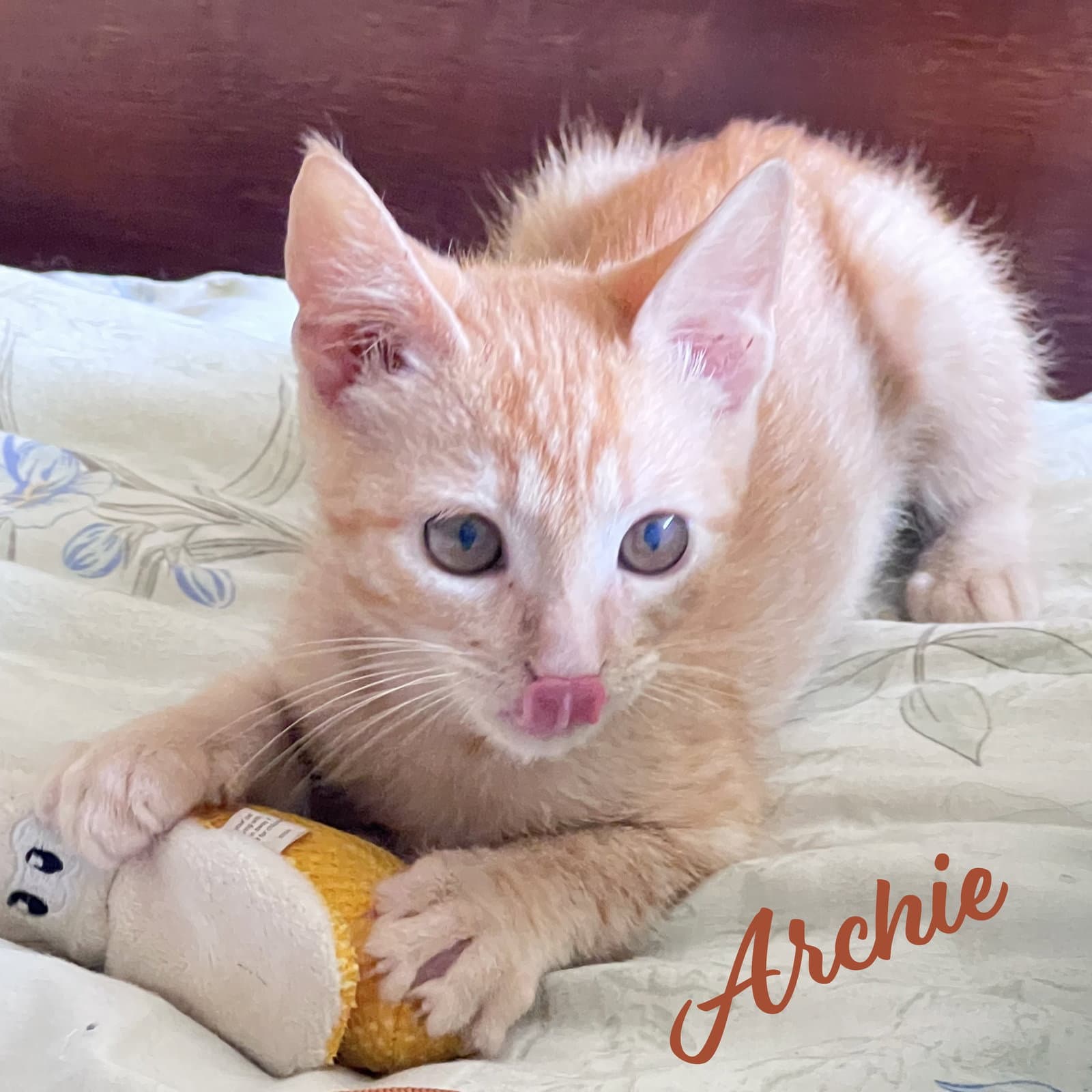 Archie Parkour-Champ - Tabby
