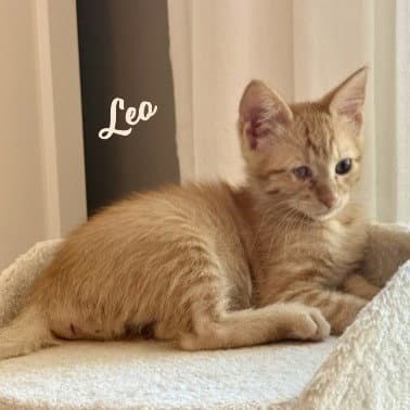 Leo Hard-Hat-Crew - Tabby