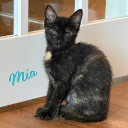 Mia Hard-Hat-Crew - Tortoiseshell