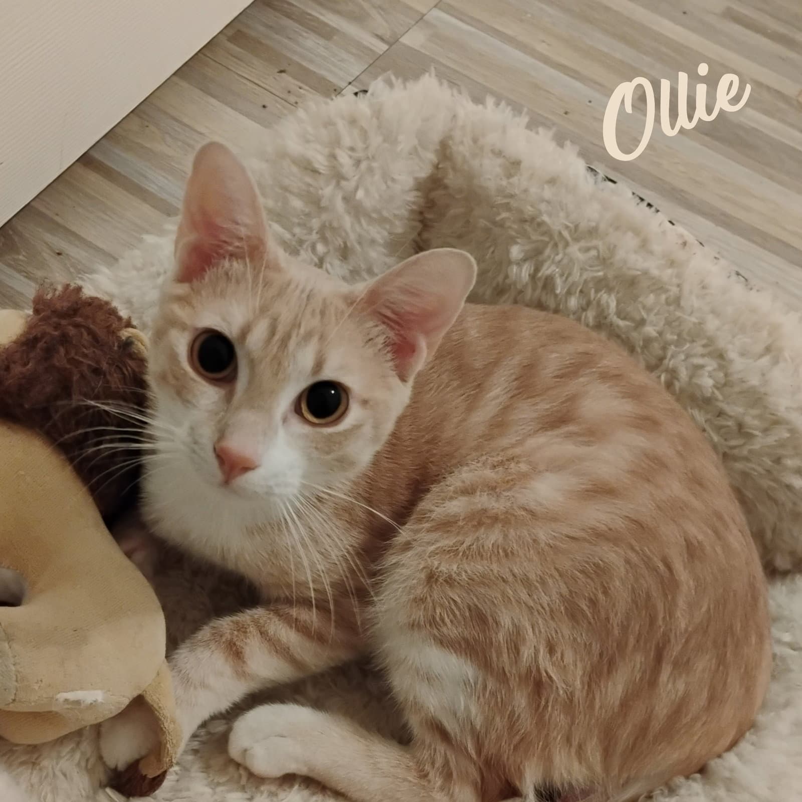 Ollie Stubby-Tailed - Tabby