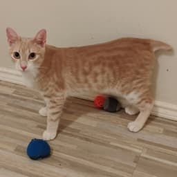 Ollie Stubby-Tailed image 2