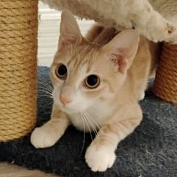 Ollie Stubby-Tailed image 3