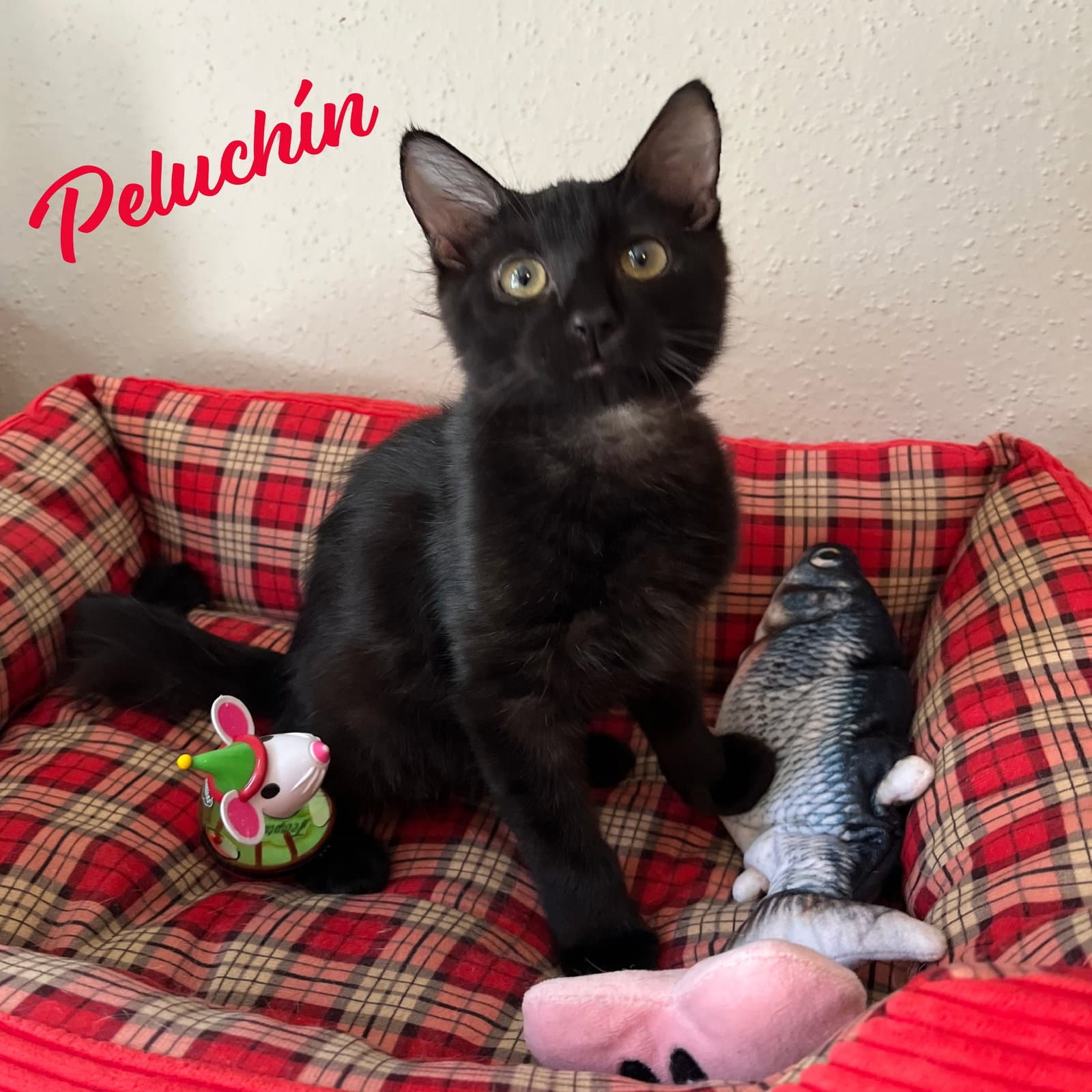 Peluchin Fluffy-Lap-Cat - Bombay