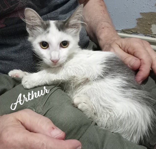 Arthur Fluffy-Sweetheart - Domestic Medium Hair