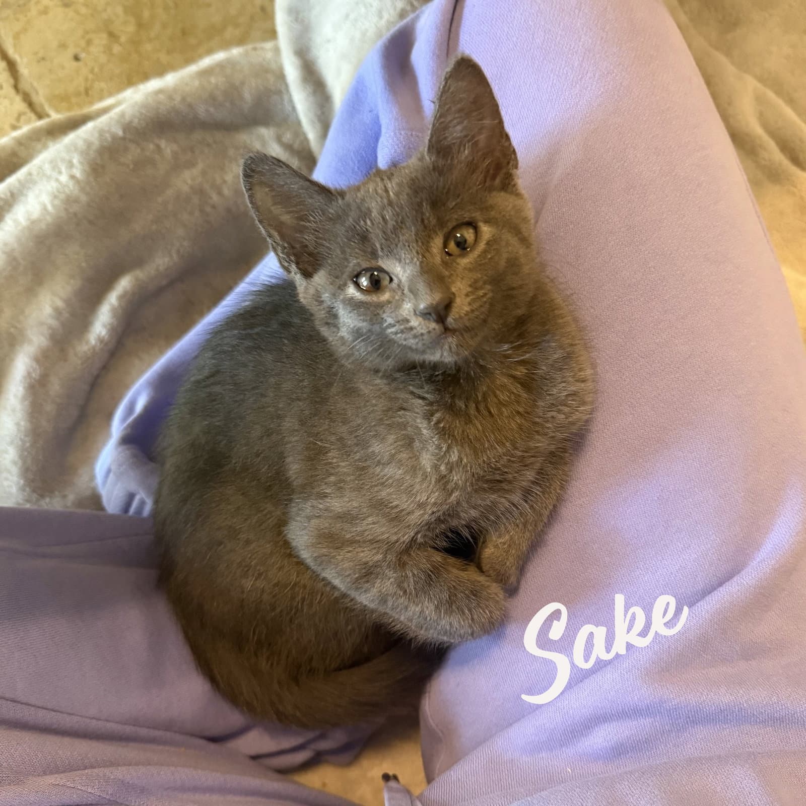 Sake Bellaire-Quartet - Russian Blue