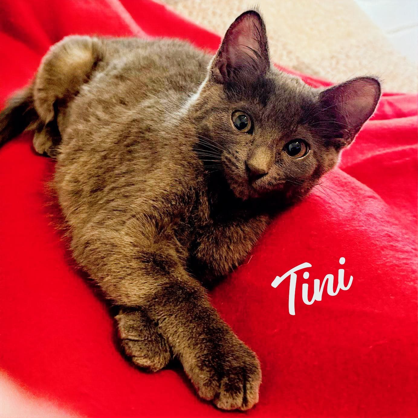 Tini Bellaire-Litter - Russian Blue