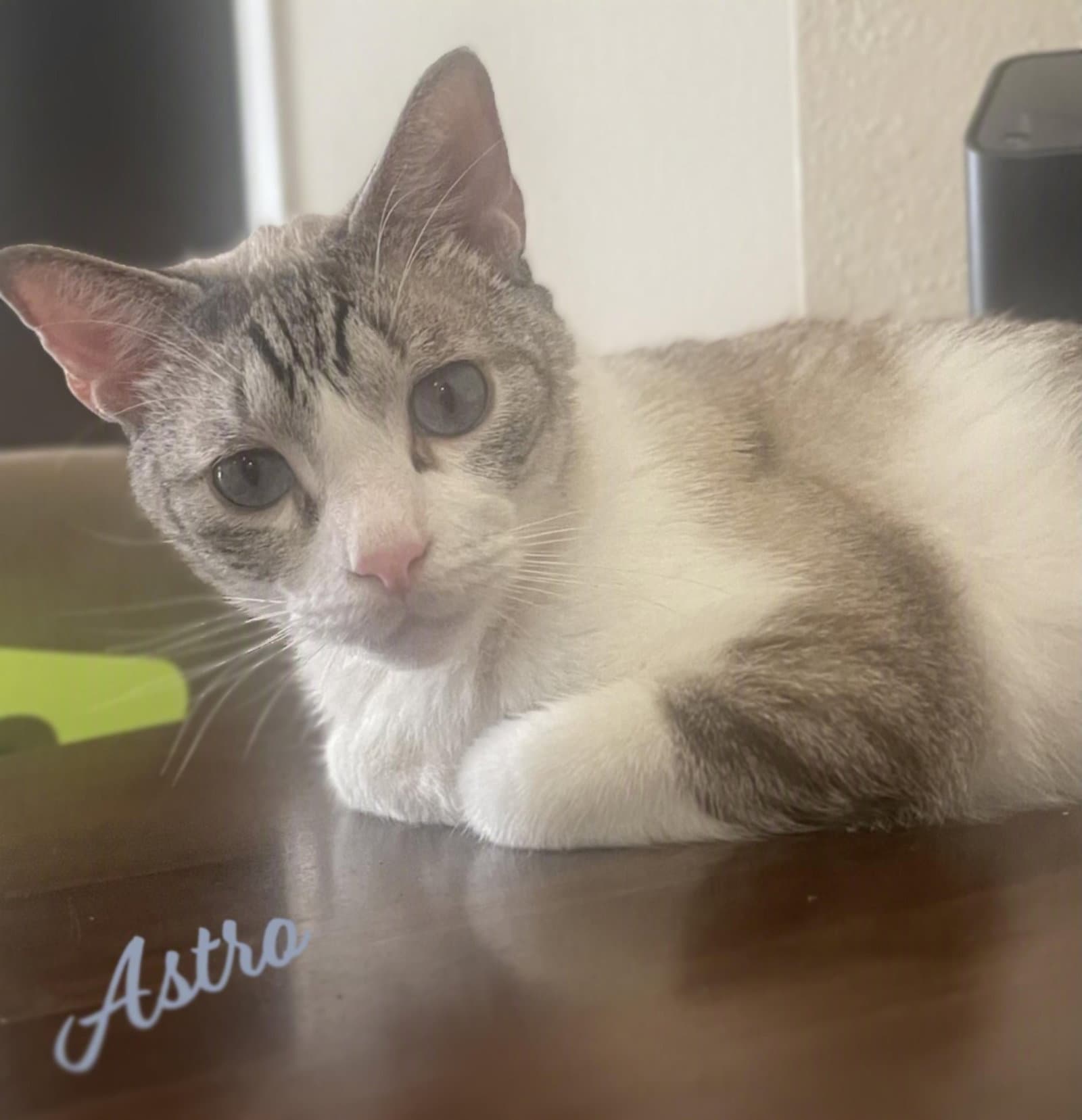 Astro Your-Whiskered-Shadow - Siamese