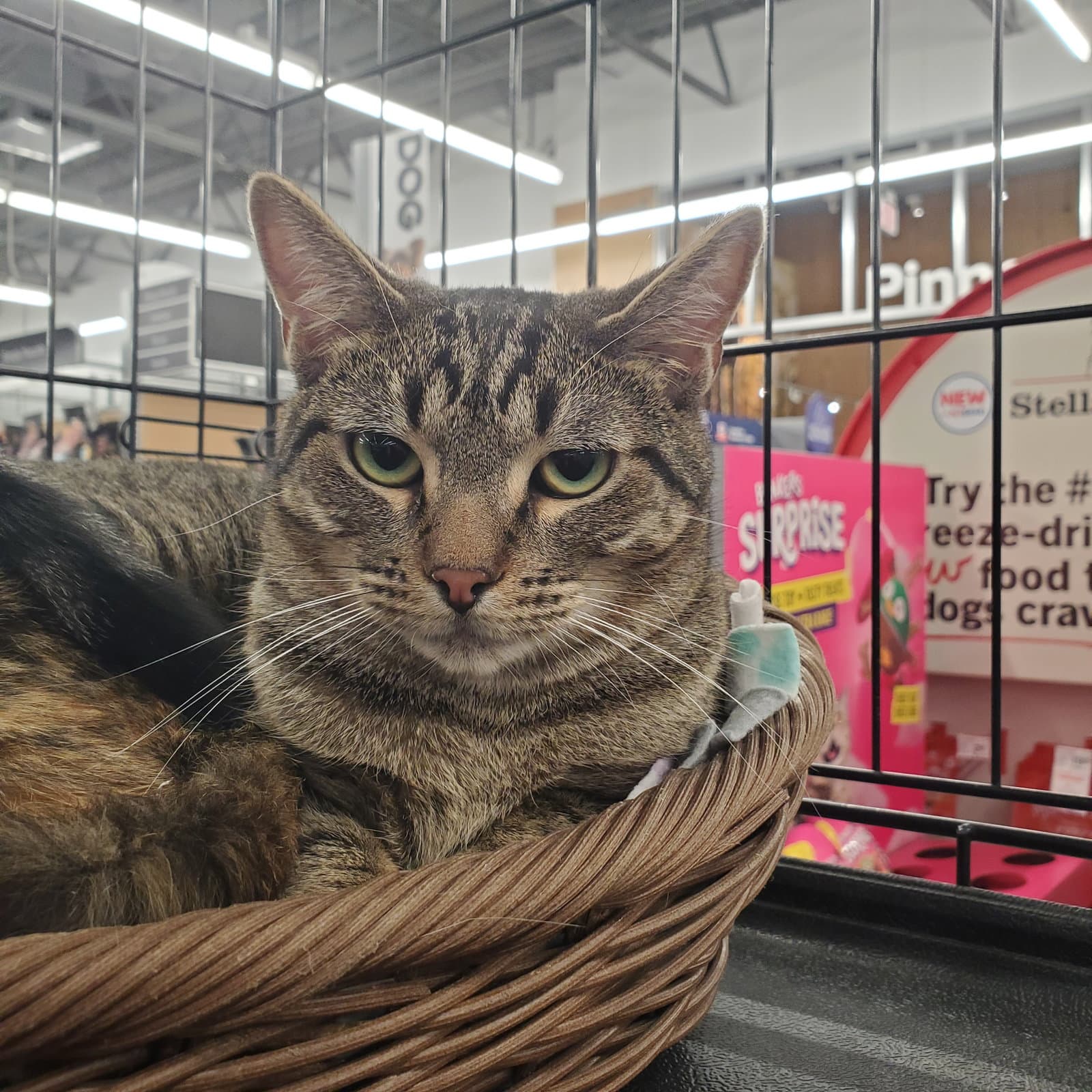 Fern - Domestic Short Hair