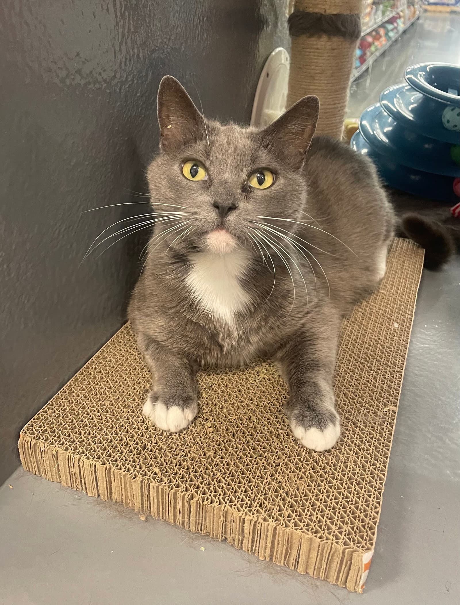 Mariah - Domestic Short Hair