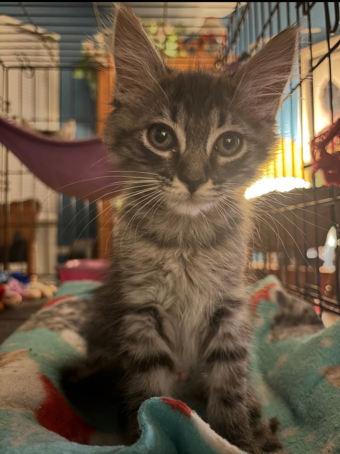 Roxy - Domestic Medium Hair