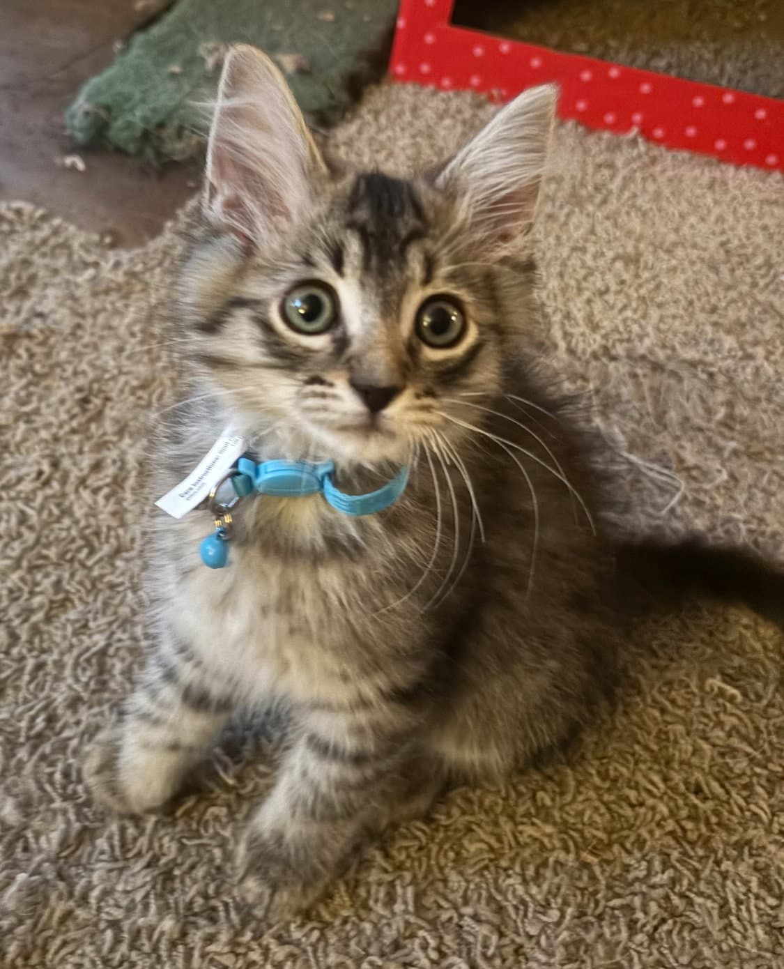 Rascal - Domestic Medium Hair