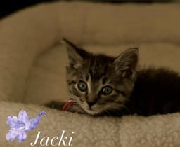 Jacki image 1