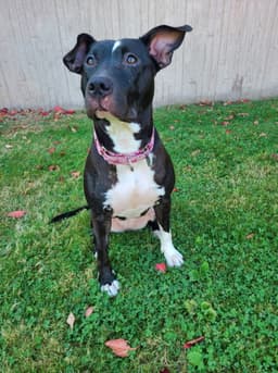 Sweet Rosie image 1
