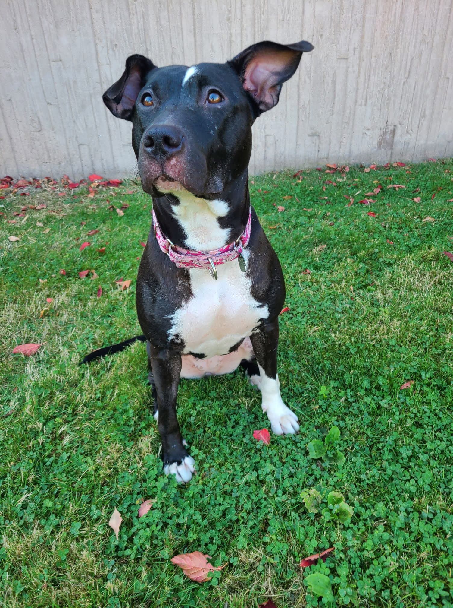Sweet Rosie - Labrador Retriever