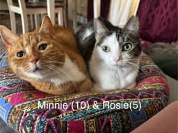 Rosie And Minnie- The Bonded Pair image 1