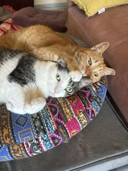 Rosie And Minnie- The Bonded Pair image 2