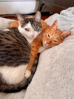 Rosie And Minnie- The Bonded Pair image 3