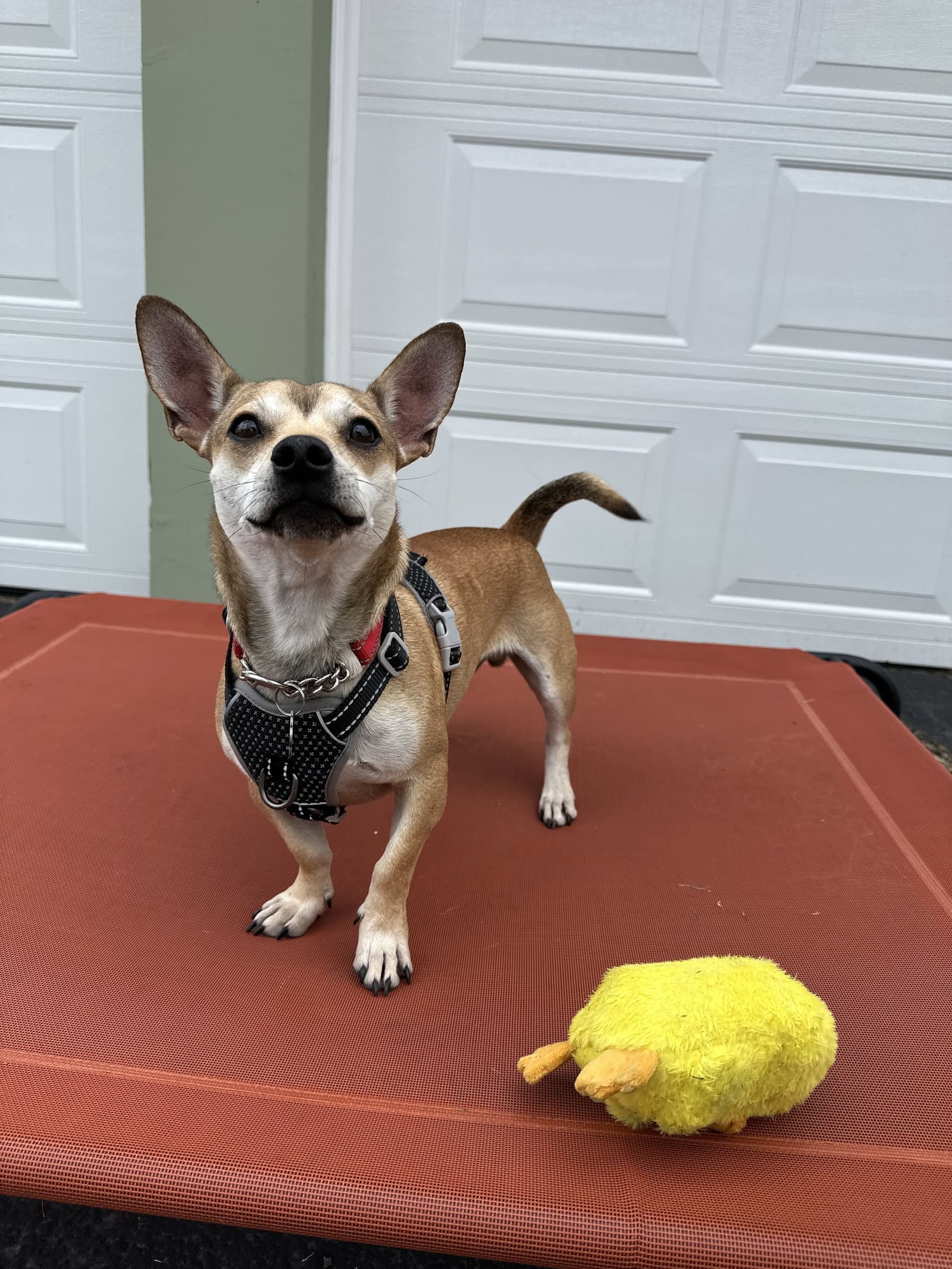 Cowboy - Chihuahua