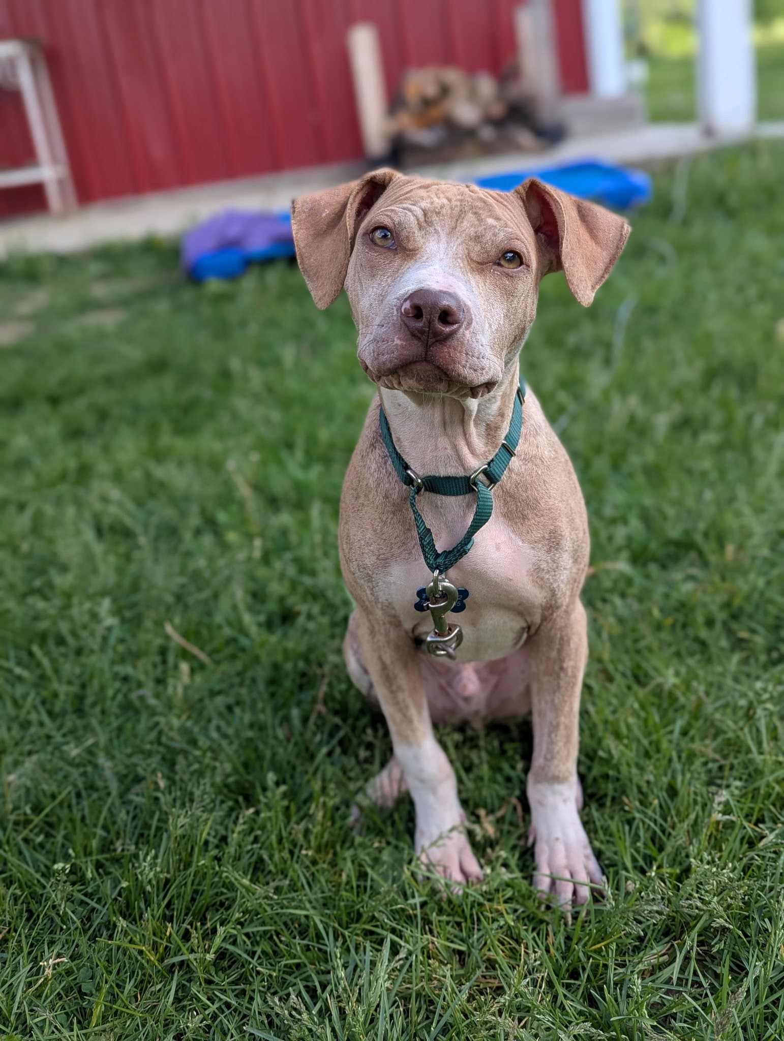 Nemo - American Staffordshire Terrier