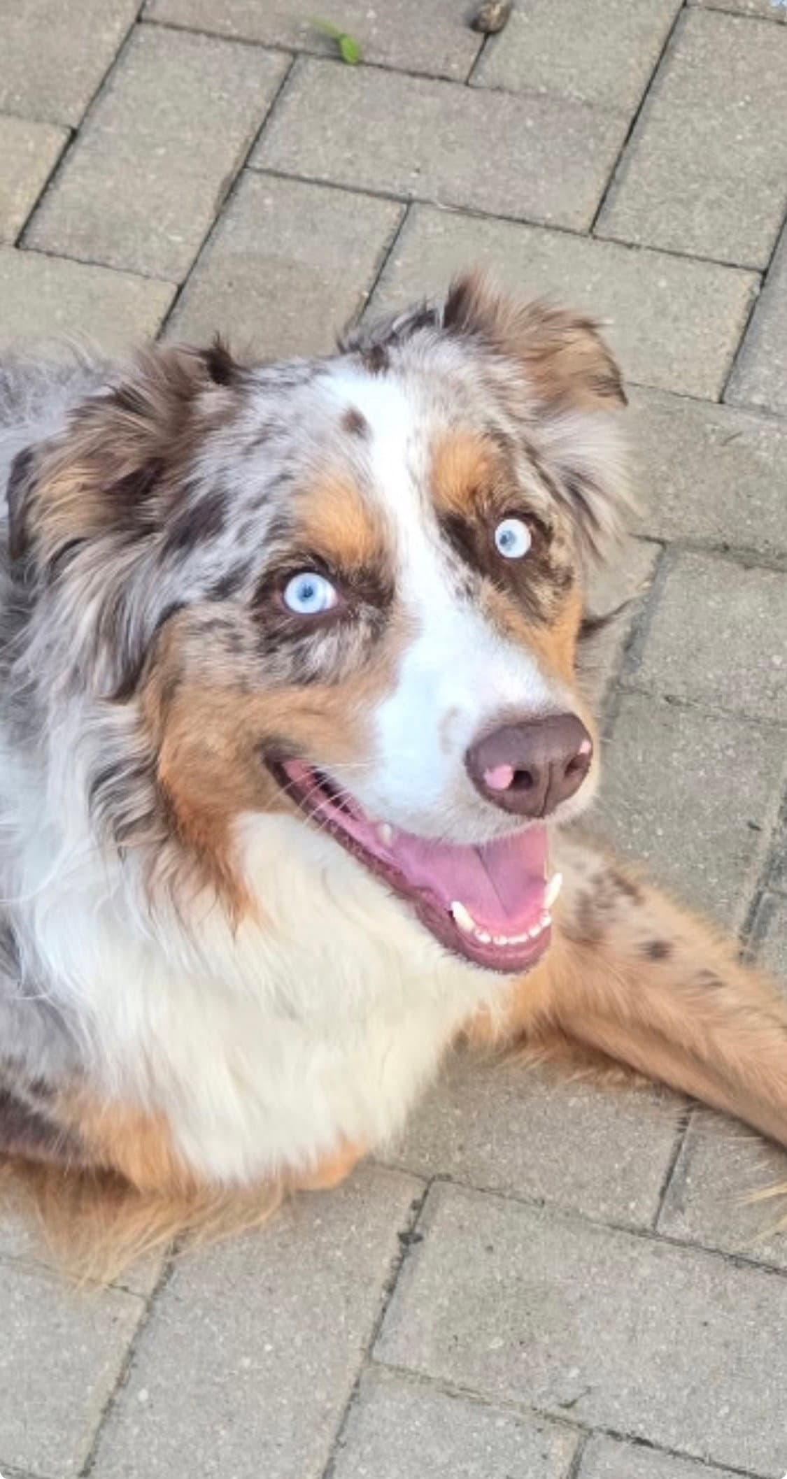 Loki - Australian Shepherd