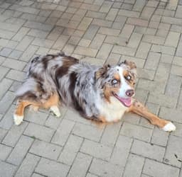 Loki image 4