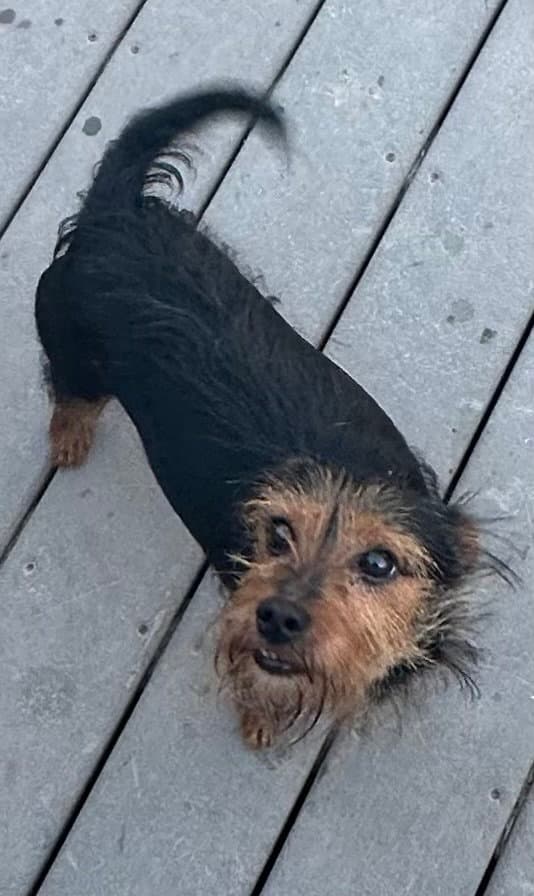 Papi - Yorkshire Terrier Yorkie