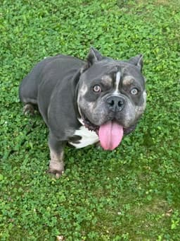 Chubby Checkers image 1