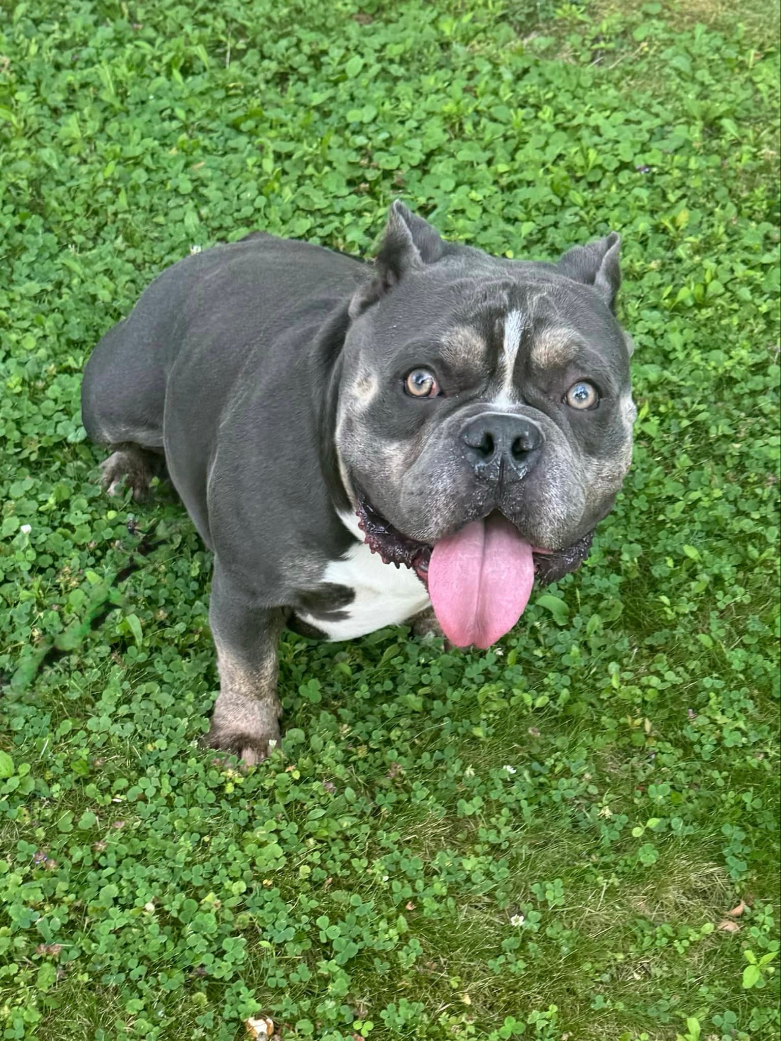 Chubby Checkers - American Bulldog