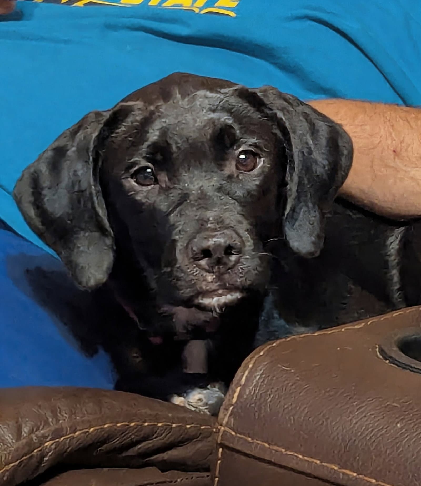 Oliver - Black Labrador Retriever