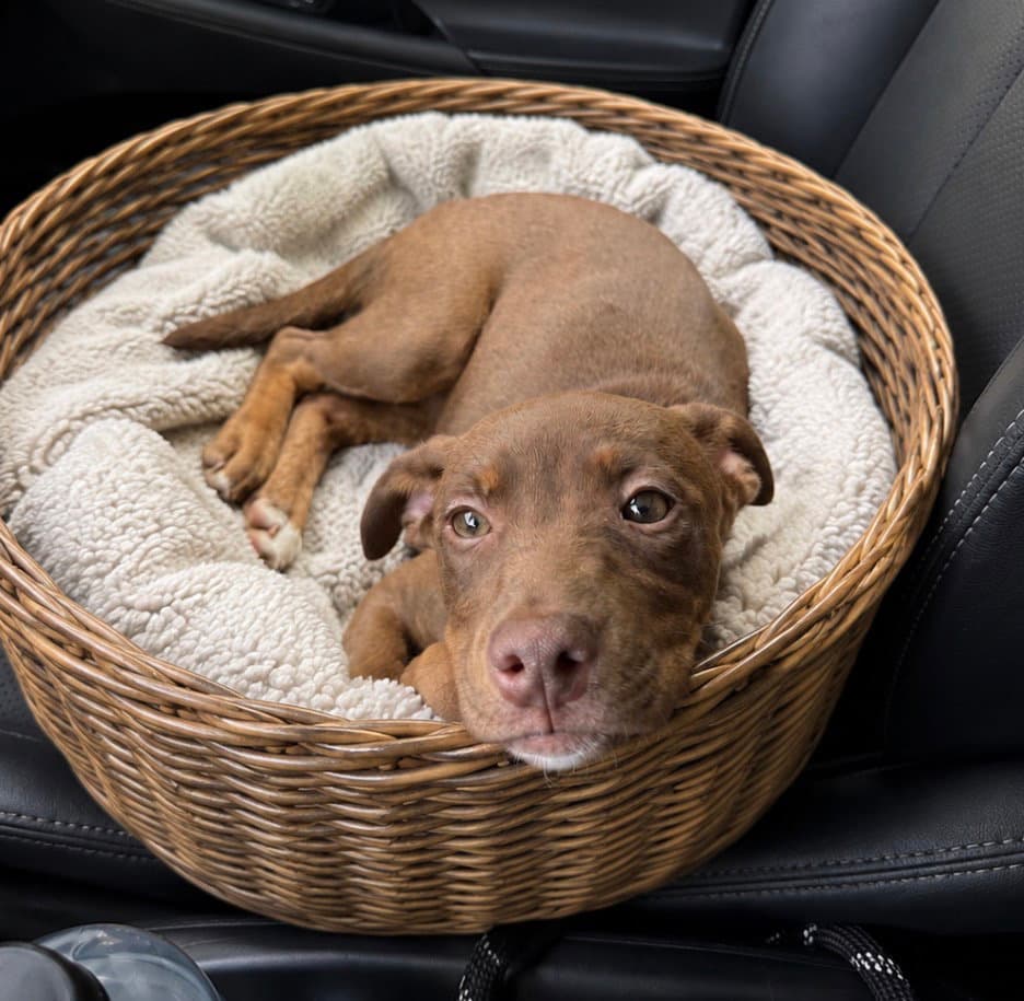 Simba - Labrador Retriever