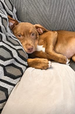 Simba image 2
