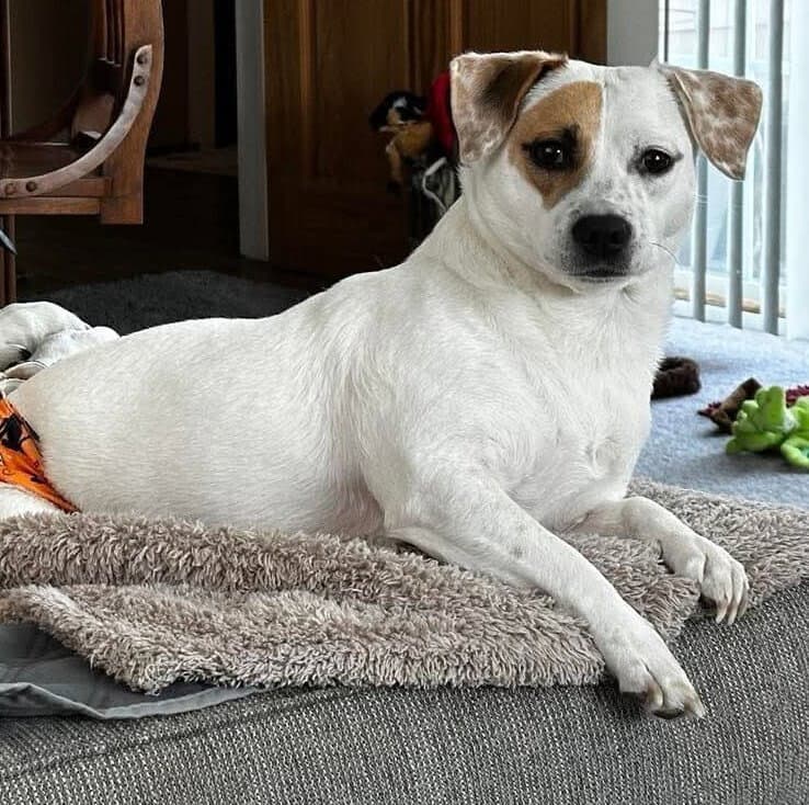 Lorna - Terrier