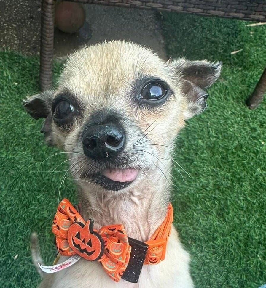 Chi Chi - Chihuahua