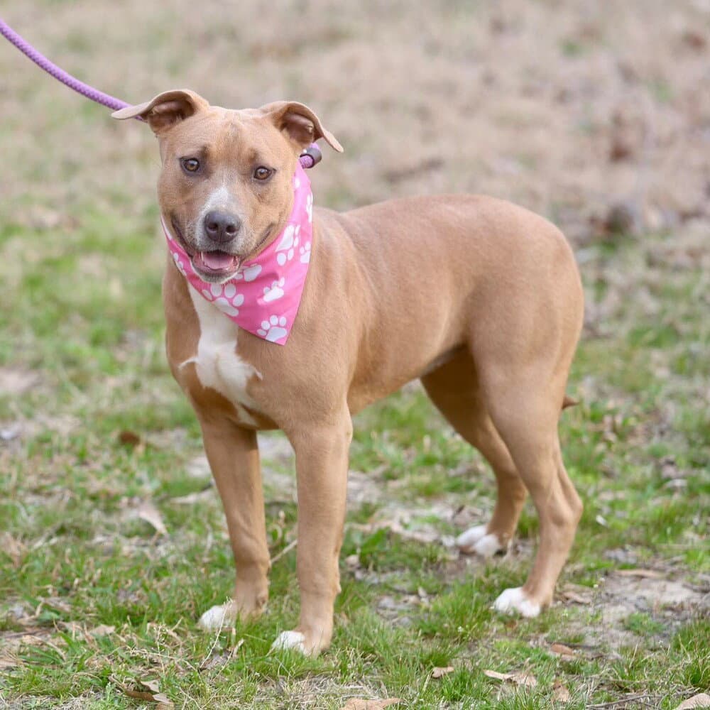 Etta - Terrier