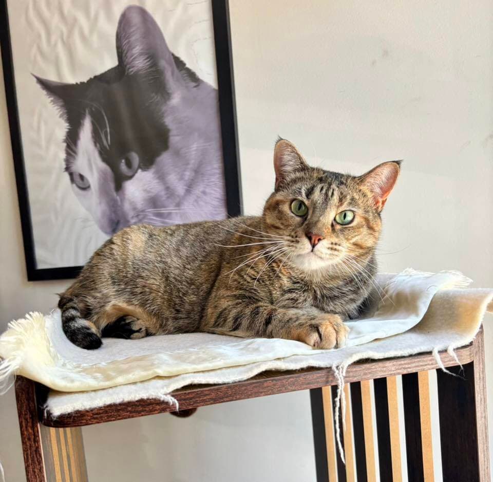 Katy - Domestic Short Hair