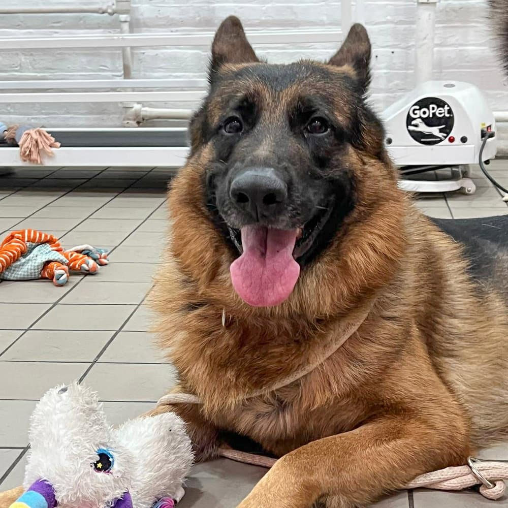 Bowie - German Shepherd Dog