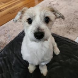Otto Toby image 1