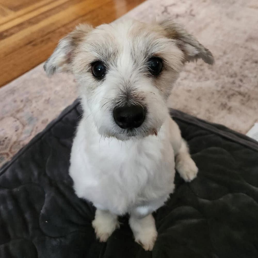 Otto Toby - Terrier