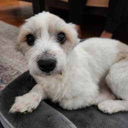 Otto Toby image 2