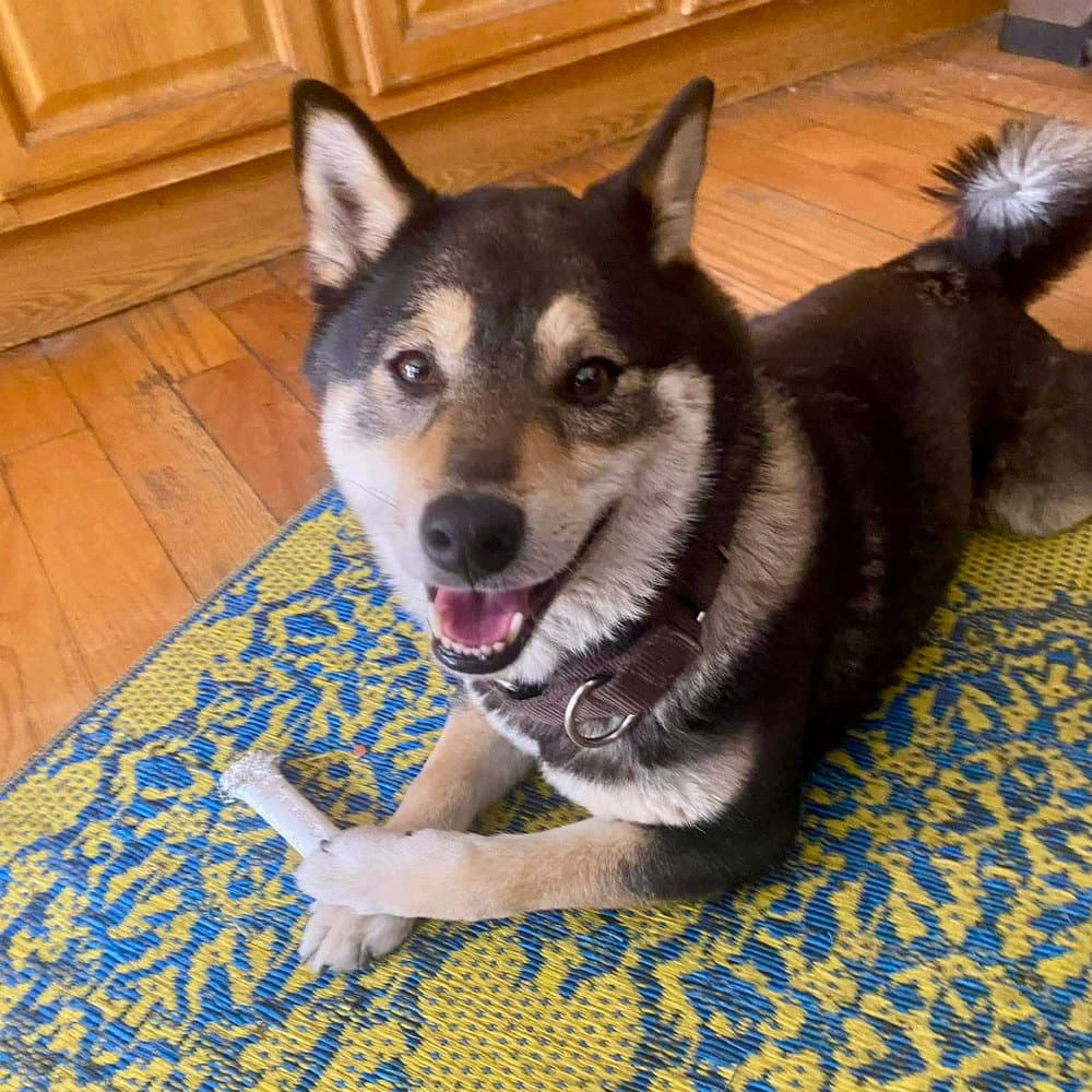 Nami - Shiba Inu